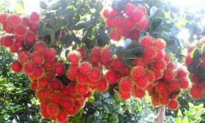 Bibit Buah Rambutan Tanaman Binjai Unggul, Murah, Bergaransi Asmat