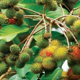 Bibit Buah Rambutan Tanaman Rapiah Manis Unggul Cepat Berbuah Asli Okulasi Nagan Raya