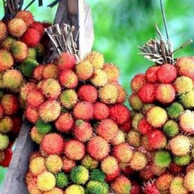 Bibit Buah Rambutan Tanaman Rapiah Minahasa Utara