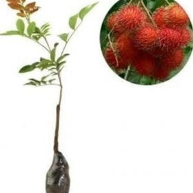 Bibit Buah Rambutan Tanaman Zaenal Mahang Jumbo Sintang