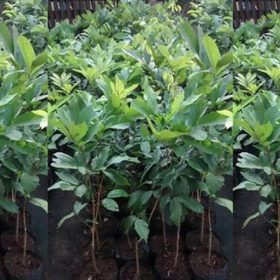 Bibit Buah Rambutan Terlaris Tanaman Binjai Tanjung Pinang