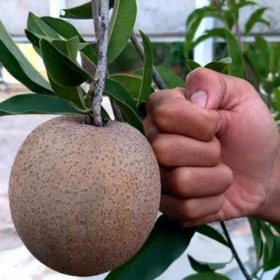 bibit buah sawo jumbo genjah Sumatra Barat