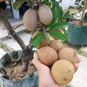 bibit buah sawo jumbo Kepulauan Riau