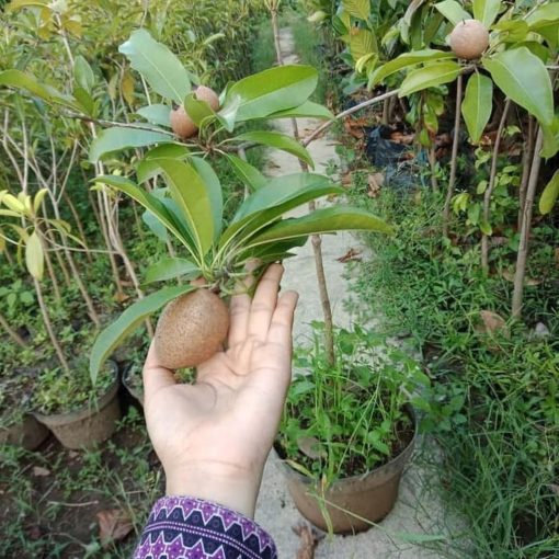 bibit buah sawo jumbo Sumatra Selatan