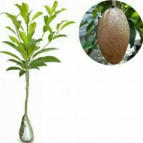 bibit buah sawo mentimun jumbo Serang