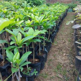 bibit buah sawo mentimun sawo timun okulasi cepat berbuah Banjar