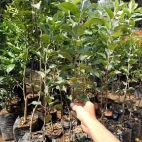 Bibit Buah Siap Berbuah Asli Tanaman Apel Pink Honey Okulasi Kubu Raya