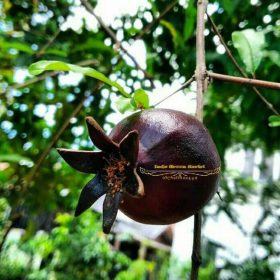 Bibit Buah Siap Berbuah Tanaman Delima Hitam Promo Bitung