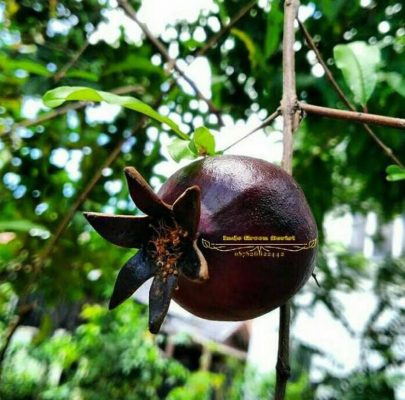 Bibit Buah Siap Berbuah Tanaman Delima Hitam Promo Bitung