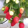 bibit buah strawberry california Probolinggo