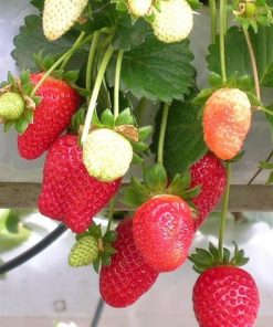 bibit buah strawberry california Probolinggo
