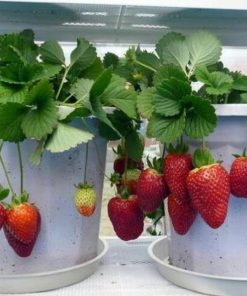 bibit buah strawberry siap berbuah bisa Medan