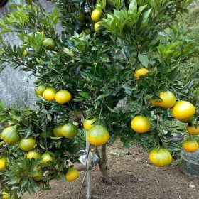 Bibit Buah Sudah Berbuah Jeruk Dekopon Mojokerto