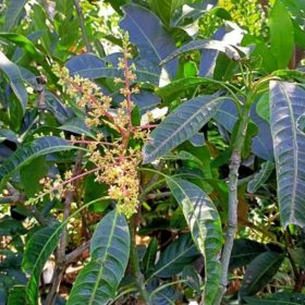 Bibit Buah Sudah Berbuah Tanaman Mangga Dan Berbunga Toraja Utara