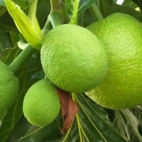 bibit buah sukun okulasi Pematangsiantar