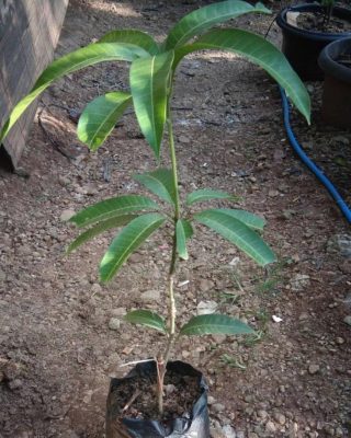 Bibit Buah Tabulampot Cod Mangga Yuwen Super Unggul Bisa Tanam Di Ambon