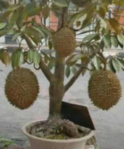 Bibit Buah Tabulampot Durian Montong Bisa Berbuah Dalam Humbang Hasundutan