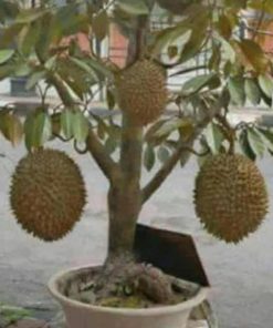 Bibit Buah Tabulampot Durian Montong Bisa Berbuah Dalam Surabaya