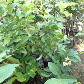 Bibit Buah Tabulampot Pohon Tanaman Jambu Kancing Merah- Air Merah Cepat Berbuah Sukabumi