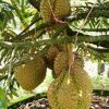 Bibit Buah Tabulampot Tanaman Durian Montong Bisa Berbuah Dalam Atau Li Pangkajene Kepulauan