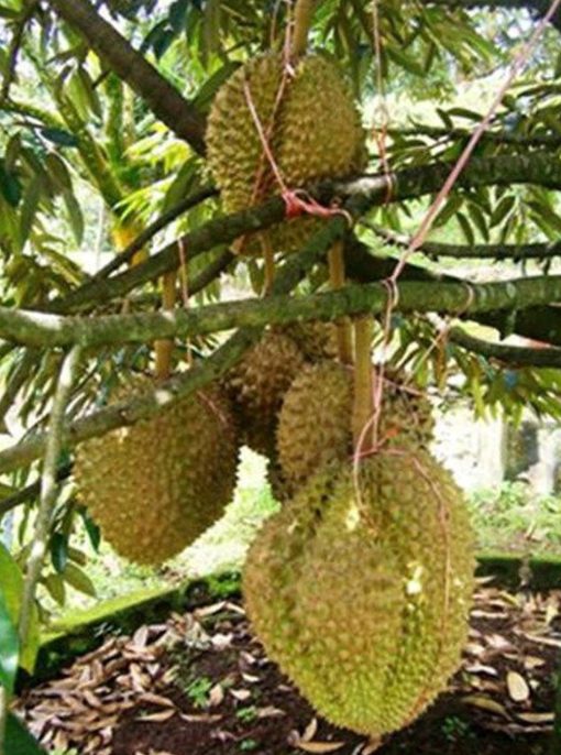 Bibit Buah Tabulampot Tanaman Durian Montong Bisa Berbuah Dalam Atau Li Pangkajene Kepulauan