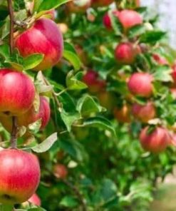 bibit buah tanaman apel fuji merah hasil cangkok terlaris siap berbunga Sumatra Utara