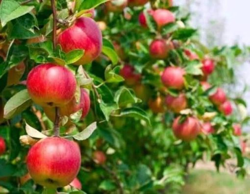bibit buah tanaman apel fuji merah hasil cangkok terlaris siap berbunga Sumatra Utara