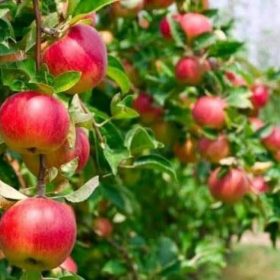 bibit buah tanaman apel fuji merah hasil cangkok terlaris siap berbunga Tomohon
