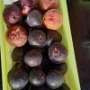 bibit buah tin ara fresh cangkok jenis iraq iraki buah hitam dan lebat genjah Jawa Tengah