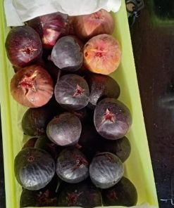 bibit buah tin ara fresh cangkok jenis iraq iraki buah hitam dan lebat genjah Jawa Tengah