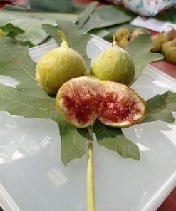 bibit buah tin ara fresh cangkok jenis lda Sumatra Utara
