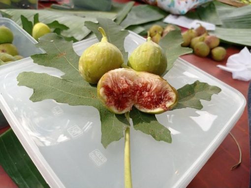 bibit buah tin ara fresh cangkok jenis lda Sumatra Utara