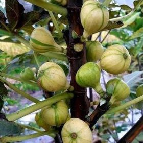 bibit buah tin bbr fc bornisout blanca rimada terlaris Sulawesi Utara