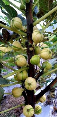 bibit buah tin bbr fc bornisout blanca rimada terlaris Tarakan