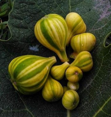 bibit buah tin belang panache tiger fresh cangkok tin Bitung