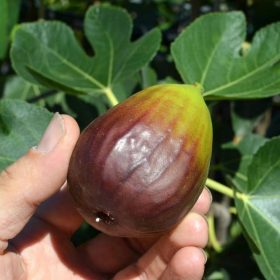 bibit buah tin black genoa Pariaman
