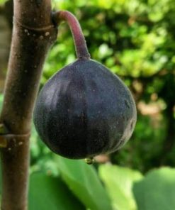 bibit buah tin black jenis iraqi bibit tin cangkok jenis iraqi bibit pohon tin Kalimantan Barat