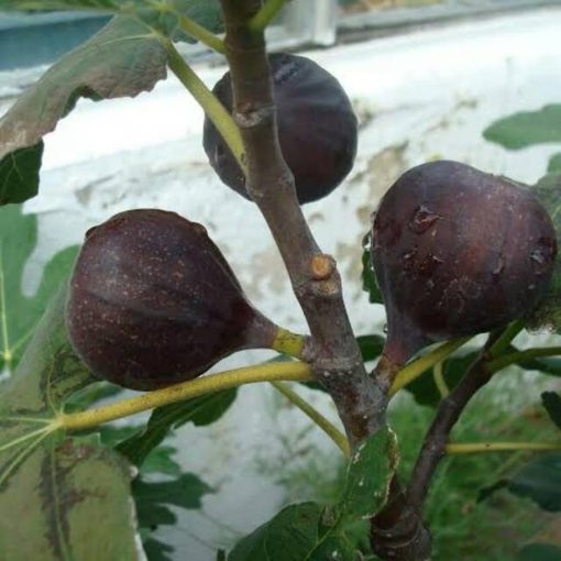 bibit buah tin brown Nusa Tenggara Barat