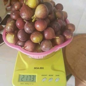 bibit buah tin brown turkey Jawa Timur