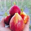 bibit buah tin buah merah jumbo masui dauphine fresh cangkok Bali
