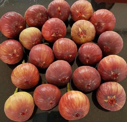 bibit buah tin dalam polibag full sun full rain Kepulauan Riau