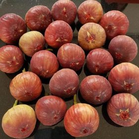 bibit buah tin dalam polibag full sun full rain Pangkalpinang