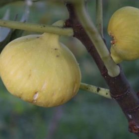 bibit buah tin deana besar buah hingga 1 2 ons Kalimantan Selatan