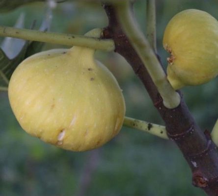 bibit buah tin deana besar buah hingga 1 2 ons Kalimantan Selatan