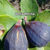 bibit buah tin dela reina fresh cangkok Kalimantan Utara