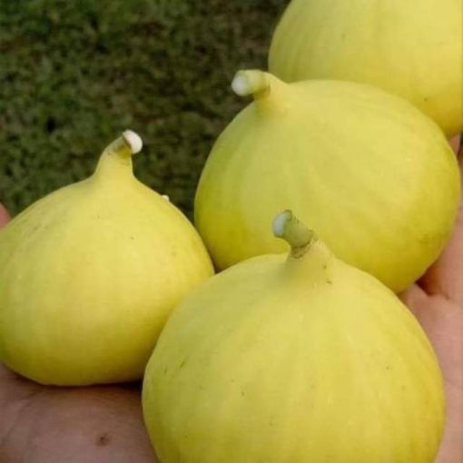 bibit buah tin fc yellow banyuwangi Jawa Timur