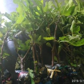 Bibit Buah Tin Fresh Cangkox Calymirna Parigi Moutong