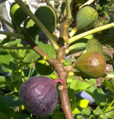 bibit buah tin green yordan cangkok Jawa Timur