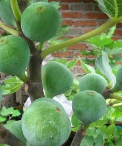 bibit buah tin green yordan Sumatra Barat