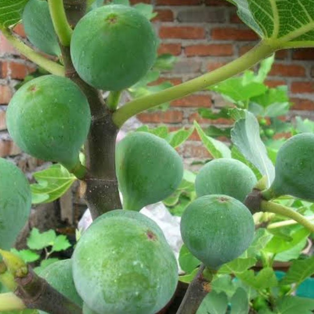 Gambar Produk bibit buah tin green yordan Sumatra Barat